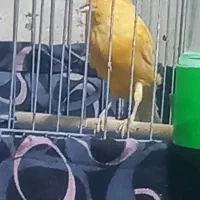 فروش قناری|پرنده|رونیز, |دیوار