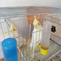 جفت عروس هلندی|پرنده|زرند, |دیوار