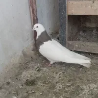 طوقی سرکه ای ماده صالح آباد