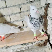 جفت طوقی|پرنده|رامشیر, |دیوار