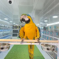 طوطی ماکائو آرا