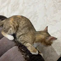 واگذاری گربه|گربه|خوی, |دیوار