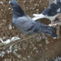 کفتر خوب|پرنده|تهران, سجاد|دیوار