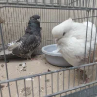 کبوتر یا کفتر نوک ریز نوک قنار