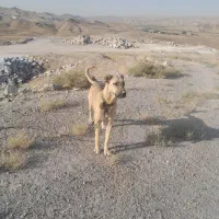ماده سرابی 3سالع