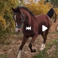 اسب مادیون درهشوری خالص چهار نشان