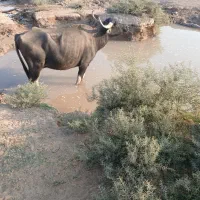 جاده گنبوعه روستایی ملیحه|حیوانات مزرعه|حمیدیه, |دیوار