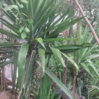 فروش گل یوکا|گل و گیاه طبیعی|زرگرشهر, |دیوار