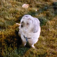 واگذاری رایگان به شرط نگهداری در منزل|سگ|سنندج, |دیوار