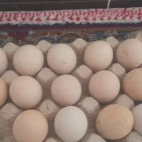 تخمه مرغ لاری سیاه ضمانتی