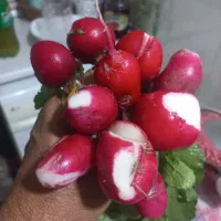 اسفناج وتربچه تازه