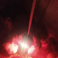 جوجه محلی اصل وپاپر