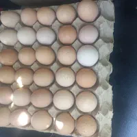 تخم مرغ محلی