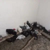 مرغ گلین|حیوانات مزرعه|بن, |دیوار