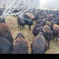 خرید وفروش گوسفند افشاری میش وبره ماده وبره نر