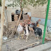 خروس گلین زیبا|حیوانات مزرعه|قم, شهرک مهدیه|دیوار