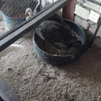 ماده بوقلمون