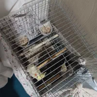 عروس هلندی|پرنده|نسیمشهر, |دیوار