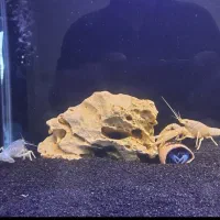 آکواریوم و ماهی|ماهی|کرج, مهرویلا جنوبی|دیوار