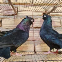 کبوتر زاغ و سیاه آبادانی و صرب و طوق|پرنده|شهرضا, |دیوار