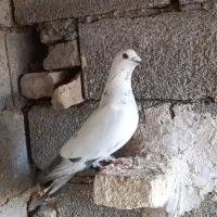 سرک نر پرشی مناسب