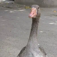 غاز و اردک