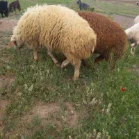 گوزی
