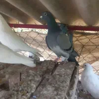 فروشی|پرنده|سرخنکلاته, |دیوار