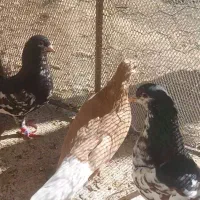 فروش کفتر|پرنده|سپیدان, |دیوار