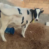 گاو خارجی نزدیک زایمان|حیوانات مزرعه|کرخه, |دیوار