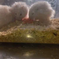 ۳ تا همستر و ۲ تا خرگوش