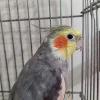 عروس هلندی نر سخنگو اهلی اهلی|پرنده|قدس, شهرقدس|دیوار