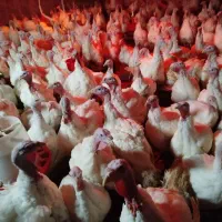 بوقلمون گوشتی ارگانیک