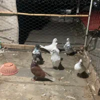 کبوتر پرشی به شرط