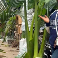 گل طبیعی گیاه‌ باباآدم دو بوته ریشه دار