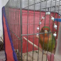 طوطی برزیلی|پرنده|بروجرد, |دیوار