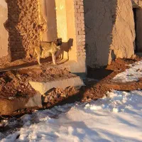 توله‌عراقی‌نر|سگ|قیدار, |دیوار