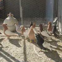 بهبونی شهری هوایی|پرنده|شیراز, شهرک رضوان|دیوار