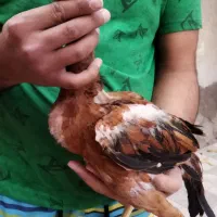 جوجه خروس و مرغ لاری|حیوانات مزرعه|تربت جام, امام|دیوار