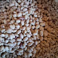 لوبیا چیتی|خوردنی و آشامیدنی|سپیدار, |دیوار