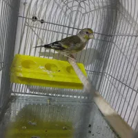 سهره قناری|پرنده|سیرجان, |دیوار