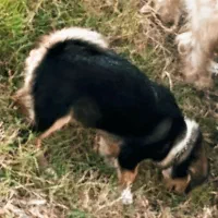 سگ پاکوتاه ماده نژاد اصل سرابی
