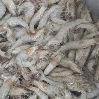 میگو