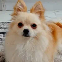 سگ پامر روباهی