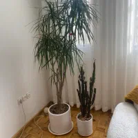 گلدون و گیاه اپارتمانی