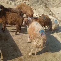 بره قوچ سبز