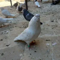 همه نوع کفتر دونه ای ۱۰۰|پرنده|هرسین, |دیوار