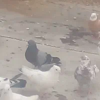 کبوتر مومن اباد