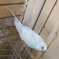 مرغ عشق