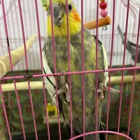 یک جفت عروس هلندی